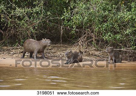 Three Capybaras (Hydrochoerus hydrochaeris) at the waterfront, Pantanal, Mato Grosso, Brazil View Large Photo Image Stock Image - Three Capybaras (Hydrochoerus hydrochaeris) at the waterfront, Pantanal, Mato Grosso, Brazil . Fotosearch