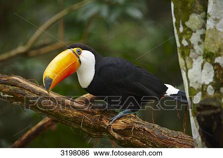 Toco Toucan (Ramphastos toco), Foz do Iguacu, Brazil View Large Photo Image Stock Photograph - Toco Toucan (Ramphastos toco), Foz do Iguacu, Brazil . Fotosearch