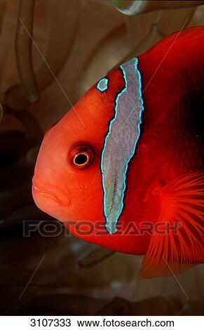 Tomato clownfish (Amphiprion frenatus), Similan Islands, Thailand, Indian Ocean, close-up View Large Photo Image Stock Image - Tomato clownfish (Amphiprion frenatus), Similan Islands, Thailand, Indian Ocean, close-up . Fotosearch