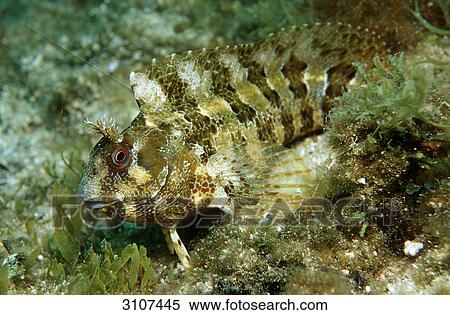 Tompot blenny (Parablennius gattorugine), Croatia, Mediterranean Sea, close-up View Large Photo Image Stock Photography - Tompot blenny (Parablennius gattorugine), Croatia, Mediterranean Sea, close-up . Fotosearch