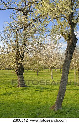 Trees on grassy landscape View Large Photo Image Stock Image - Trees on grassy landscape . Fotosearch