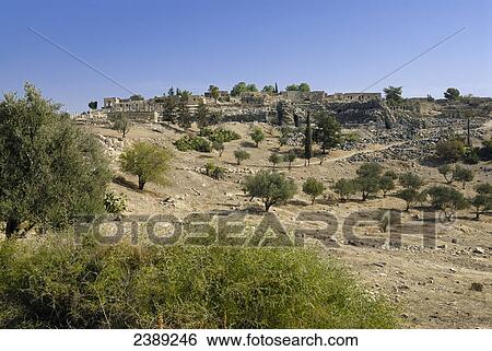 Trees on hill, Umm Qais, Jordan View Large Photo Image Stock Photograph - Trees on hill, Umm Qais, Jordan . Fotosearch
