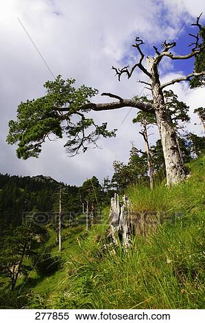 Trees on mountain, Mt Herzogstand, Bavaria, Germany View Large Photo Image Stock Photography - Trees on mountain, Mt Herzogstand, Bavaria, Germany . Fotosearch