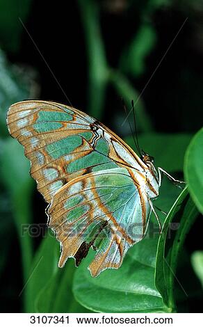 Tropical butterfly sitting on leaf, La Paz Waterfall Gardens, Costa Rica, side view View Large Photo Image Stock Image - Tropical butterfly sitting on leaf, La Paz Waterfall Gardens, Costa Rica, side view . Fotosearch