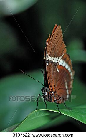 Tropical butterfly sitting on leaf, La Paz Waterfall Gardens, Costa Rica, front view View Large Photo Image Stock Image - Tropical butterfly sitting on leaf, La Paz Waterfall Gardens, Costa Rica, front view . Fotosearch