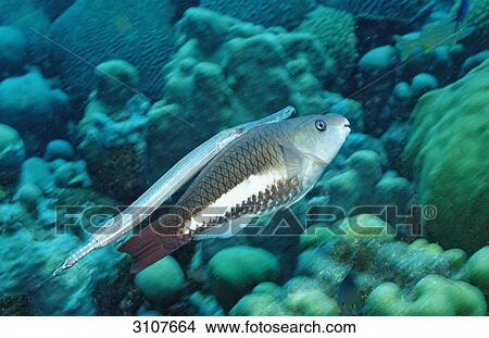 Picture - Trumpetfish (Aulostomus maculatus) and Queen Parrotfish (Scarus vetula), Bonaire, Netherlands Antilles, Caribbean Sea, side view . Fotosearch