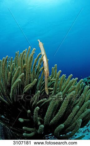 Trumpetfish (Aulostomus maculatus) in coral reef, Bonaire, Netherlands Antilles, Caribbean Sea, underwater shot  View Large Photo Image Stock Image - Trumpetfish (Aulostomus maculatus) in coral reef, Bonaire, Netherlands Antilles, Caribbean Sea, underwater shot . Fotosearch