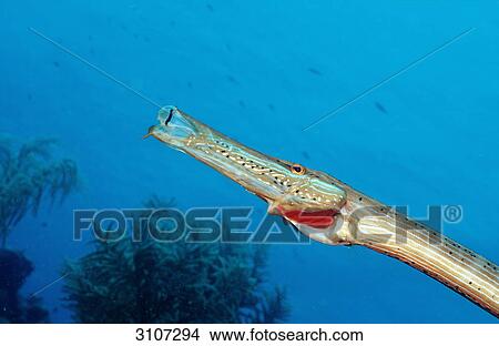 Trumpetfish (Aulostomus maculatus), Bonaire, Netherlands Antilles, Caribbean Sea, underwater shot View Large Photo Image Picture - Trumpetfish (Aulostomus maculatus), Bonaire, Netherlands Antilles, Caribbean Sea, underwater shot . Fotosearch