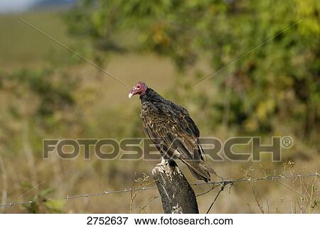 Turkey vulture (Cathartes aura) perching on fence, Venezuela View Large Photo Image Stock Photo - Turkey vulture (Cathartes aura) perching on fence, Venezuela . Fotosearch