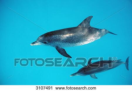 Stock Image - Two Atlantic Spotted Dolphins (Stenella frontalis) swimming near the water surface, Bahamas, West Indies, elevated view . Fotosearch