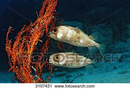 Stock Image - Two Balloonfishes (Diodon holocanthus), Mexico, Sea of Cortez, side view . Fotosearch