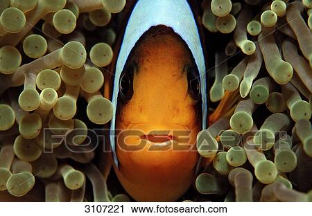 Two-banded anemonefish (Amphiprion bicinctus) amidst sea anemones, Djibuti, Gulf of Aden, Close-up View Large Photo Image Stock Image - Two-banded anemonefish (Amphiprion bicinctus) amidst sea anemones, Djibuti, Gulf of Aden, Close-up . Fotosearch