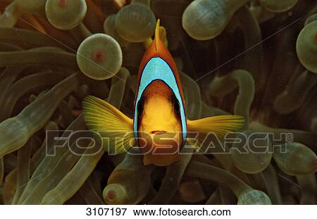 Two-banded anemonefish (Amphiprion bicinctus) swimming amidst sea anemones, Djibuti, Gulf of Aden, Close-up View Large Photo Image Stock Photo - Two-banded anemonefish (Amphiprion bicinctus) swimming amidst sea anemones, Djibuti, Gulf of Aden, Close-up . Fotosearch
