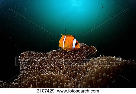 Two-banded anemonefish (Amphiprion bicinctus) swimming over sea anemones, Djibuti, Gulf of Aden, side view View Large Photo Image Stock Photo - Two-banded anemonefish (Amphiprion bicinctus) swimming over sea anemones, Djibuti, Gulf of Aden, side view . Fotosearch