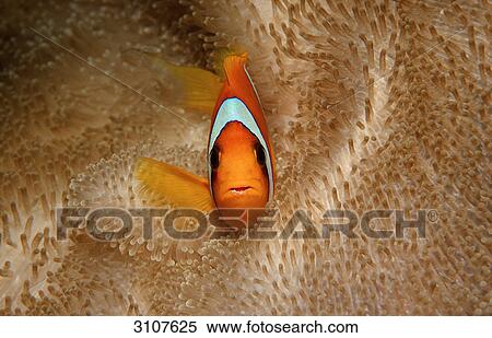 Stock Photography - Two-banded anemonefish (Amphiprion bicinctus) amidst sea anemones, Djibuti, Gulf of Aden, front view . Fotosearch