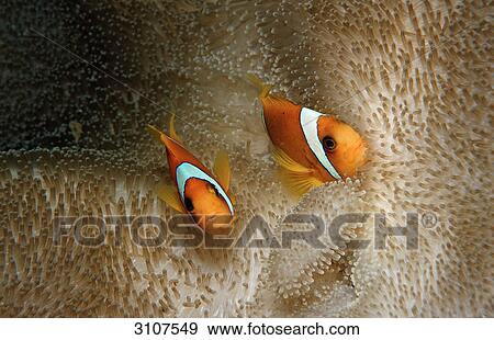Two-banded anemonefishes (Amphiprion bicinctus) amidst sea anemones, Djibuti, Gulf of Aden View Large Photo Image Stock Photo - Two-banded anemonefishes (Amphiprion bicinctus) amidst sea anemones, Djibuti, Gulf of Aden . Fotosearch