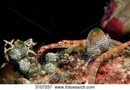 Two Black-breasted pipefishes (Corythoichthys nigripectus) in coral reef, Ari-Atoll, Maldives, underwater shot View Large Photo Image Stock Photo - Two Black-breasted pipefishes (Corythoichthys nigripectus) in coral reef, Ari-Atoll, Maldives, underwater shot . Fotosearch