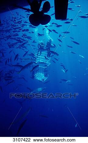 Two Cage divers, Great White Shark (Carcharodon carcharias) and school of fish at the coast of Guadalupe Island, Mexico View Large Photo Image Stock Image - Two Cage divers, Great White Shark (Carcharodon carcharias) and school of fish at the coast of Guadalupe Island, Mexico . Fotosearch