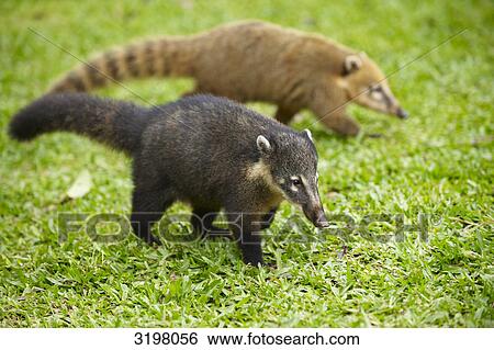 Two Coatis (Nasua nasua), Foz do Iguacu, Brazil, side view View Large Photo Image Stock Photograph - Two Coatis (Nasua nasua), Foz do Iguacu, Brazil, side view . Fotosearch