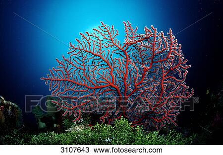 Stock Image - Two-colored Gorgonian (Plexaura sp. ), Sulawesi, Indonesia, Banda Sea . Fotosearch