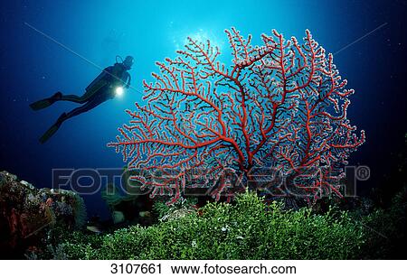 Two-colored Gorgonian (Plexaura sp. ) and scuba diver, Sulawesi, Indonesia, Banda Sea View Large Photo Image Stock Image - Two-colored Gorgonian (Plexaura sp. ) and scuba diver, Sulawesi, Indonesia, Banda Sea . Fotosearch