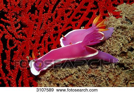 Two colourful sea slugs (Hypselodoris bullockii) on coral, Lankayan Island, Malaysia, close-up View Large Photo Image Stock Photo - Two colourful sea slugs (Hypselodoris bullockii) on coral, Lankayan Island, Malaysia, close-up . Fotosearch