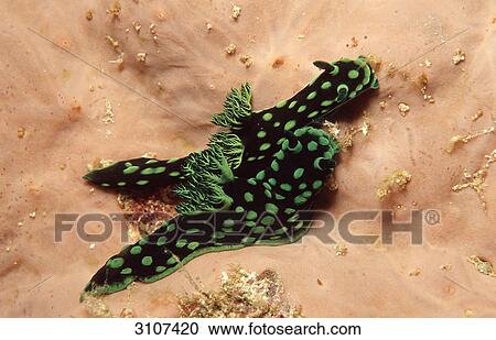 Two copulating sea slugs (Nembrotha kubaryana), Panglao Island, Mindanao Sea, Philippines, underwater shot  View Large Photo Image Stock Image - Two copulating sea slugs (Nembrotha kubaryana), Panglao Island, Mindanao Sea, Philippines, underwater shot . Fotosearch