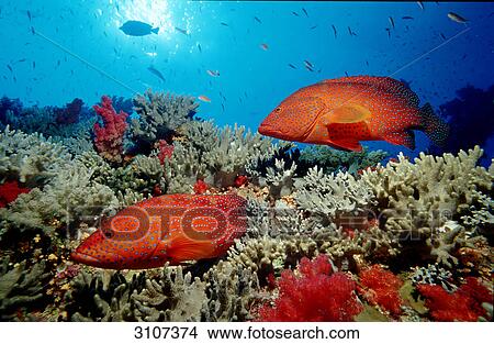 Picture - Two Coral groupers (Cephalopholis miniata) swimming over coral reef, Sinai, Egypt, Red Sea, underwater shot . Fotosearch