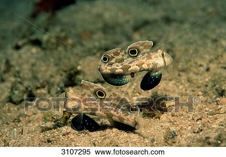 Two Crab-eye Gobys (Signigobius biocellatus), Papua New Guinea, underwater shot View Large Photo Image Stock Photography - Two Crab-eye Gobys (Signigobius biocellatus), Papua New Guinea, underwater shot . Fotosearch