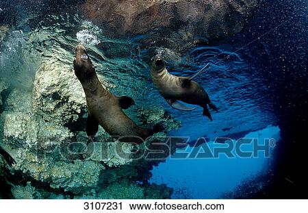 Two Galapagos Fur Seals (Arctocephalus galapagoensis) swimming close to waters surface, Galapagos Islands, Ecuador, underwater shot View Large Photo Image Stock Image - Two Galapagos Fur Seals (Arctocephalus galapagoensis) swimming close to waters surface, Galapagos Islands, Ecuador, underwater shot . Fotosearch