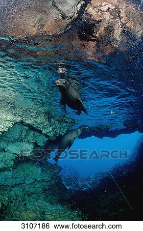Stock Photograph - Two Galapagos Fur Seals (Arctocephalus galapagoensis) swimming close to waters surface, Galapagos Islands, Ecuador, underwater shot . Fotosearch