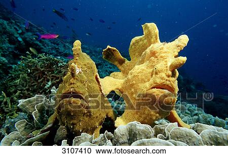 Stock Image - Two Giant frogfishes (Antennarius commersonii) in coral reef, Panglao Island, Philippines, Bohol Sea . Fotosearch