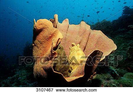 Two Giant frogfishes (Antennarius commersonii) on elephant ear sponge (Agelas clathrodes), Panglao Island, Philippines, Bohol Sea View Large Photo Image Stock Photo - Two Giant frogfishes (Antennarius commersonii) on elephant ear sponge (Agelas clathrodes), Panglao Island, Philippines, Bohol Sea . Fotosearch