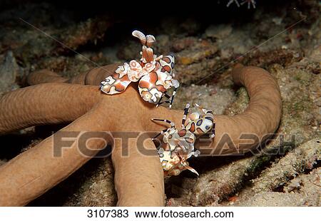 Two Harlequin Shrimps (Hymenocera elegans) feeding on starfisch (Asteroidea), Maldives, Indian Ocean, close-up View Large Photo Image Stock Image - Two Harlequin Shrimps (Hymenocera elegans) feeding on starfisch (Asteroidea), Maldives, Indian Ocean, close-up . Fotosearch