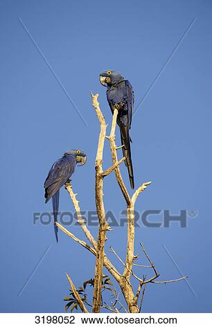 Two Hyacinth Macaws (Anodorhynchus hyacinthinus) sitting on branch, Pantanal, Mato Grosso, Brazil, side view View Large Photo Image Stock Image - Two Hyacinth Macaws (Anodorhynchus hyacinthinus) sitting on branch, Pantanal, Mato Grosso, Brazil, side view . Fotosearch
