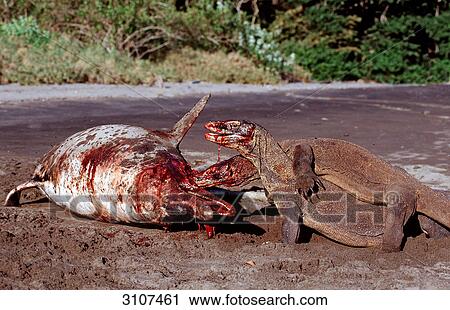 Stock Image - Two Komodo Dragons (Varanus komodoensis) devouring beached dolphin, Rinca Island, Komodo National Park, Indonesia . Fotosearch