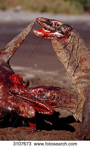 Two Komodo Dragons (Varanus komodoensis) devouring beached dolphin, Rinca Island, Komodo National Park, Indonesia View Large Photo Image Stock Image - Two Komodo Dragons (Varanus komodoensis) devouring beached dolphin, Rinca Island, Komodo National Park, Indonesia . Fotosearch
