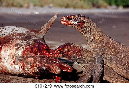 Stock Photo - Two Komodo Dragons (Varanus komodoensis) devouring beached dolphin, Rinca Island, Komodo National Park, Indonesia . Fotosearch