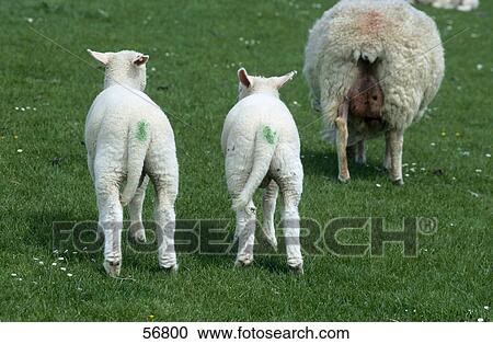 Stock Image - Two lamb standing on meadow . Fotosearch