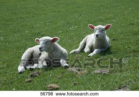 Two lambs lying in field View Large Photo Image Stock Photo - Two lambs lying in field . Fotosearch