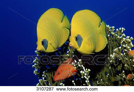 Two Masked Butterflyfishes (Chaetodon semilarvatus) close to coral, Egypt, Shaab Marksur, Red Sea, close-up View Large Photo Image Stock Photo - Two Masked Butterflyfishes (Chaetodon semilarvatus) close to coral, Egypt, Shaab Marksur, Red Sea, close-up . Fotosearch