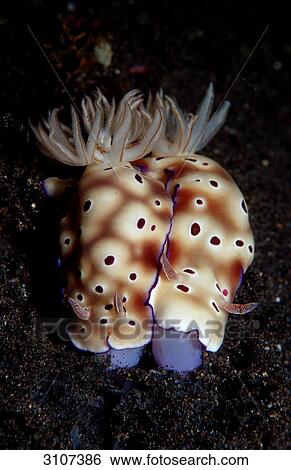 Two mating nudibranches (Risbecia tryoni), Komodo National Park, Indonesia, Indian Ocean, close-up View Large Photo Image Stock Photograph - Two mating nudibranches (Risbecia tryoni), Komodo National Park, Indonesia, Indian Ocean, close-up . Fotosearch