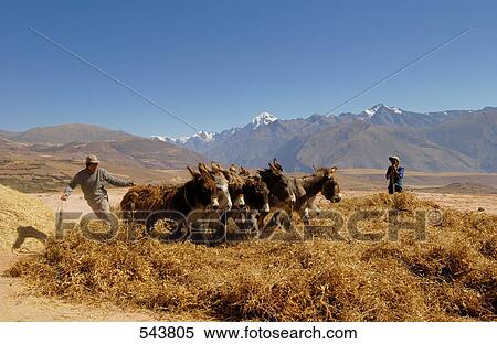 Two men herding donkeys in field, Cuzco, Peru View Large Photo Image Stock Photography - Two men herding donkeys in field, Cuzco, Peru . Fotosearch
