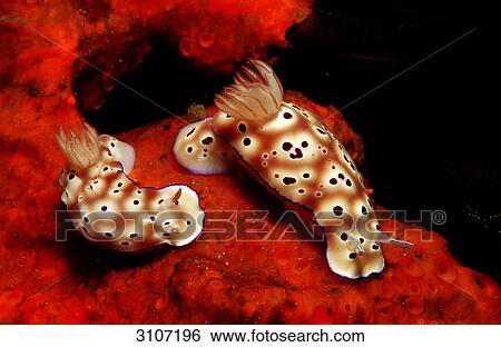Stock Photograph - Two nudibranches (Risbecia tryoni) on red sponge, Komodo National Park, Indonesia . Fotosearch