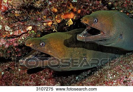 Two Panamic Green Moray Eels (Gymnothorax castaneus) in crevice, Sea of Cortez, Mexico, close-up View Large Photo Image Stock Photography - Two Panamic Green Moray Eels (Gymnothorax castaneus) in crevice, Sea of Cortez, Mexico, close-up . Fotosearch
