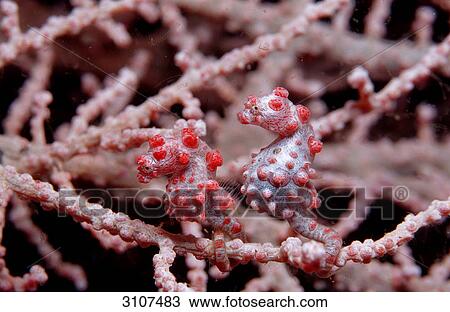 Two Pygmy Seahorses (Hippocampus bargibanti) on sea fan coral, Komodo National Park, Indonesia, side view View Large Photo Image Stock Image - Two Pygmy Seahorses (Hippocampus bargibanti) on sea fan coral, Komodo National Park, Indonesia, side view . Fotosearch
