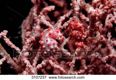 Two Pygmy Seahorses (Hippocampus bargibanti) on sea fan coral, Panglao Island, Indonesia, side view View Large Photo Image Stock Photo - Two Pygmy Seahorses (Hippocampus bargibanti) on sea fan coral, Panglao Island, Indonesia, side view . Fotosearch