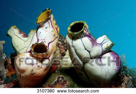 Two Sea Squirts (Ascidia), Komodo National Park, Indonesia, Indian Ocean, close-up View Large Photo Image Stock Image - Two Sea Squirts (Ascidia), Komodo National Park, Indonesia, Indian Ocean, close-up . Fotosearch