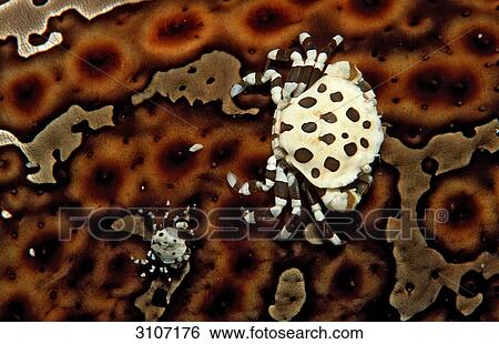 Two shore crabs (Lissocarcinus orbicularis) on a sea cucumber, Malaysia, South Chinese Sea, view upon View Large Photo Image Stock Photograph - Two shore crabs (Lissocarcinus orbicularis) on a sea cucumber, Malaysia, South Chinese Sea, view upon . Fotosearch