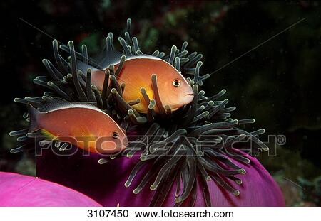 Stock Image - Two Skunk anemonefishes (Amphiprion sandaracinos), Myanmar, Andaman Sea, side view . Fotosearch